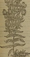 Picture 554 of 801 from A nievve herball, or Historie of plantes : wherein is contayned the whole discourse and perfect description of all sortes of herbes and plantes : their divers & sundry kindes ... and that not onely of those whiche are here growyng in this our countrie of Englande, but of all others also of forrayne realmes commonly used in physicke ; first set foorth in the Doutche or Almaigne tongue (1578), leaf 548