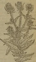 Picture 555 of 801 from A nievve herball, or Historie of plantes : wherein is contayned the whole discourse and perfect description of all sortes of herbes and plantes : their divers & sundry kindes ... and that not onely of those whiche are here growyng in this our countrie of Englande, but of all others also of forrayne realmes commonly used in physicke ; first set foorth in the Doutche or Almaigne tongue (1578), leaf 548