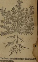 Picture 37 of 801 from A nievve herball, or Historie of plantes : wherein is contayned the whole discourse and perfect description of all sortes of herbes and plantes : their divers & sundry kindes ... and that not onely of those whiche are here growyng in this our countrie of Englande, but of all others also of forrayne realmes commonly used in physicke ; first set foorth in the Doutche or Almaigne tongue (1578), leaf 55
