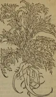 Picture 557 of 801 from A nievve herball, or Historie of plantes : wherein is contayned the whole discourse and perfect description of all sortes of herbes and plantes : their divers & sundry kindes ... and that not onely of those whiche are here growyng in this our countrie of Englande, but of all others also of forrayne realmes commonly used in physicke ; first set foorth in the Doutche or Almaigne tongue (1578), leaf 550