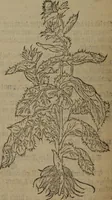 Picture 558 of 801 from A nievve herball, or Historie of plantes : wherein is contayned the whole discourse and perfect description of all sortes of herbes and plantes : their divers & sundry kindes ... and that not onely of those whiche are here growyng in this our countrie of Englande, but of all others also of forrayne realmes commonly used in physicke ; first set foorth in the Doutche or Almaigne tongue (1578), leaf 551