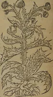 Picture 560 of 801 from A nievve herball, or Historie of plantes : wherein is contayned the whole discourse and perfect description of all sortes of herbes and plantes : their divers & sundry kindes ... and that not onely of those whiche are here growyng in this our countrie of Englande, but of all others also of forrayne realmes commonly used in physicke ; first set foorth in the Doutche or Almaigne tongue (1578), leaf 553