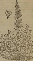 Picture 561 of 801 from A nievve herball, or Historie of plantes : wherein is contayned the whole discourse and perfect description of all sortes of herbes and plantes : their divers & sundry kindes ... and that not onely of those whiche are here growyng in this our countrie of Englande, but of all others also of forrayne realmes commonly used in physicke ; first set foorth in the Doutche or Almaigne tongue (1578), leaf 554