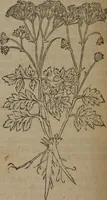 Picture 562 of 801 from A nievve herball, or Historie of plantes : wherein is contayned the whole discourse and perfect description of all sortes of herbes and plantes : their divers & sundry kindes ... and that not onely of those whiche are here growyng in this our countrie of Englande, but of all others also of forrayne realmes commonly used in physicke ; first set foorth in the Doutche or Almaigne tongue (1578), leaf 555