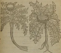Picture 563 of 801 from A nievve herball, or Historie of plantes : wherein is contayned the whole discourse and perfect description of all sortes of herbes and plantes : their divers & sundry kindes ... and that not onely of those whiche are here growyng in this our countrie of Englande, but of all others also of forrayne realmes commonly used in physicke ; first set foorth in the Doutche or Almaigne tongue (1578), leaf 556