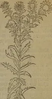 Picture 565 of 801 from A nievve herball, or Historie of plantes : wherein is contayned the whole discourse and perfect description of all sortes of herbes and plantes : their divers & sundry kindes ... and that not onely of those whiche are here growyng in this our countrie of Englande, but of all others also of forrayne realmes commonly used in physicke ; first set foorth in the Doutche or Almaigne tongue (1578), leaf 558