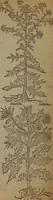 Picture 566 of 801 from A nievve herball, or Historie of plantes : wherein is contayned the whole discourse and perfect description of all sortes of herbes and plantes : their divers & sundry kindes ... and that not onely of those whiche are here growyng in this our countrie of Englande, but of all others also of forrayne realmes commonly used in physicke ; first set foorth in the Doutche or Almaigne tongue (1578), leaf 559