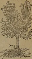 Picture 38 of 801 from A nievve herball, or Historie of plantes : wherein is contayned the whole discourse and perfect description of all sortes of herbes and plantes : their divers & sundry kindes ... and that not onely of those whiche are here growyng in this our countrie of Englande, but of all others also of forrayne realmes commonly used in physicke ; first set foorth in the Doutche or Almaigne tongue (1578), leaf 56
