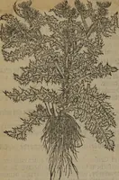 Picture 567 of 801 from A nievve herball, or Historie of plantes : wherein is contayned the whole discourse and perfect description of all sortes of herbes and plantes : their divers & sundry kindes ... and that not onely of those whiche are here growyng in this our countrie of Englande, but of all others also of forrayne realmes commonly used in physicke ; first set foorth in the Doutche or Almaigne tongue (1578), leaf 561