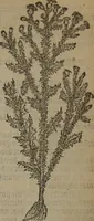 Picture 568 of 801 from A nievve herball, or Historie of plantes : wherein is contayned the whole discourse and perfect description of all sortes of herbes and plantes : their divers & sundry kindes ... and that not onely of those whiche are here growyng in this our countrie of Englande, but of all others also of forrayne realmes commonly used in physicke ; first set foorth in the Doutche or Almaigne tongue (1578), leaf 561