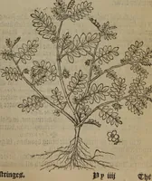 Picture 569 of 801 from A nievve herball, or Historie of plantes : wherein is contayned the whole discourse and perfect description of all sortes of herbes and plantes : their divers & sundry kindes ... and that not onely of those whiche are here growyng in this our countrie of Englande, but of all others also of forrayne realmes commonly used in physicke ; first set foorth in the Doutche or Almaigne tongue (1578), leaf 562