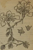 Picture 570 of 801 from A nievve herball, or Historie of plantes : wherein is contayned the whole discourse and perfect description of all sortes of herbes and plantes : their divers & sundry kindes ... and that not onely of those whiche are here growyng in this our countrie of Englande, but of all others also of forrayne realmes commonly used in physicke ; first set foorth in the Doutche or Almaigne tongue (1578), leaf 563