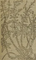 Picture 571 of 801 from A nievve herball, or Historie of plantes : wherein is contayned the whole discourse and perfect description of all sortes of herbes and plantes : their divers & sundry kindes ... and that not onely of those whiche are here growyng in this our countrie of Englande, but of all others also of forrayne realmes commonly used in physicke ; first set foorth in the Doutche or Almaigne tongue (1578), leaf 564