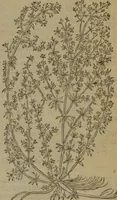 Picture 572 of 801 from A nievve herball, or Historie of plantes : wherein is contayned the whole discourse and perfect description of all sortes of herbes and plantes : their divers & sundry kindes ... and that not onely of those whiche are here growyng in this our countrie of Englande, but of all others also of forrayne realmes commonly used in physicke ; first set foorth in the Doutche or Almaigne tongue (1578), leaf 564