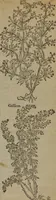 Picture 573 of 801 from A nievve herball, or Historie of plantes : wherein is contayned the whole discourse and perfect description of all sortes of herbes and plantes : their divers & sundry kindes ... and that not onely of those whiche are here growyng in this our countrie of Englande, but of all others also of forrayne realmes commonly used in physicke ; first set foorth in the Doutche or Almaigne tongue (1578), leaf 566