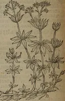 Picture 574 of 801 from A nievve herball, or Historie of plantes : wherein is contayned the whole discourse and perfect description of all sortes of herbes and plantes : their divers & sundry kindes ... and that not onely of those whiche are here growyng in this our countrie of Englande, but of all others also of forrayne realmes commonly used in physicke ; first set foorth in the Doutche or Almaigne tongue (1578), leaf 567