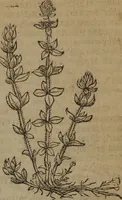 Picture 575 of 801 from A nievve herball, or Historie of plantes : wherein is contayned the whole discourse and perfect description of all sortes of herbes and plantes : their divers & sundry kindes ... and that not onely of those whiche are here growyng in this our countrie of Englande, but of all others also of forrayne realmes commonly used in physicke ; first set foorth in the Doutche or Almaigne tongue (1578), leaf 568