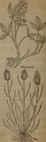 Picture 576 of 801 from A nievve herball, or Historie of plantes : wherein is contayned the whole discourse and perfect description of all sortes of herbes and plantes : their divers & sundry kindes ... and that not onely of those whiche are here growyng in this our countrie of Englande, but of all others also of forrayne realmes commonly used in physicke ; first set foorth in the Doutche or Almaigne tongue (1578), leaf 569