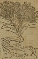 An illustration from A nievve herball, or Historie of plantes : wherein is contayned the whole discourse and perfect description of all sortes of herbes and plantes : their divers & sundry kindes ... and that not onely of those whiche are here growyng in this our countrie of Englande, but of all others also of forrayne realmes commonly used in physicke ; first set foorth in the Doutche or Almaigne tongue (1578)