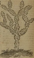 Picture 578 of 801 from A nievve herball, or Historie of plantes : wherein is contayned the whole discourse and perfect description of all sortes of herbes and plantes : their divers & sundry kindes ... and that not onely of those whiche are here growyng in this our countrie of Englande, but of all others also of forrayne realmes commonly used in physicke ; first set foorth in the Doutche or Almaigne tongue (1578), leaf 571