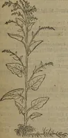 Picture 580 of 801 from A nievve herball, or Historie of plantes : wherein is contayned the whole discourse and perfect description of all sortes of herbes and plantes : their divers & sundry kindes ... and that not onely of those whiche are here growyng in this our countrie of Englande, but of all others also of forrayne realmes commonly used in physicke ; first set foorth in the Doutche or Almaigne tongue (1578), leaf 572