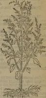 Picture 581 of 801 from A nievve herball, or Historie of plantes : wherein is contayned the whole discourse and perfect description of all sortes of herbes and plantes : their divers & sundry kindes ... and that not onely of those whiche are here growyng in this our countrie of Englande, but of all others also of forrayne realmes commonly used in physicke ; first set foorth in the Doutche or Almaigne tongue (1578), leaf 572