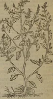 Picture 582 of 801 from A nievve herball, or Historie of plantes : wherein is contayned the whole discourse and perfect description of all sortes of herbes and plantes : their divers & sundry kindes ... and that not onely of those whiche are here growyng in this our countrie of Englande, but of all others also of forrayne realmes commonly used in physicke ; first set foorth in the Doutche or Almaigne tongue (1578), leaf 574