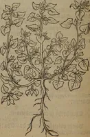 Picture 584 of 801 from A nievve herball, or Historie of plantes : wherein is contayned the whole discourse and perfect description of all sortes of herbes and plantes : their divers & sundry kindes ... and that not onely of those whiche are here growyng in this our countrie of Englande, but of all others also of forrayne realmes commonly used in physicke ; first set foorth in the Doutche or Almaigne tongue (1578), leaf 575