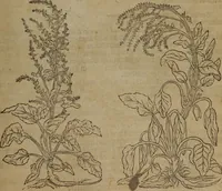 Picture 585 of 801 from A nievve herball, or Historie of plantes : wherein is contayned the whole discourse and perfect description of all sortes of herbes and plantes : their divers & sundry kindes ... and that not onely of those whiche are here growyng in this our countrie of Englande, but of all others also of forrayne realmes commonly used in physicke ; first set foorth in the Doutche or Almaigne tongue (1578), leaf 576