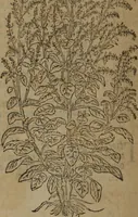 Picture 586 of 801 from A nievve herball, or Historie of plantes : wherein is contayned the whole discourse and perfect description of all sortes of herbes and plantes : their divers & sundry kindes ... and that not onely of those whiche are here growyng in this our countrie of Englande, but of all others also of forrayne realmes commonly used in physicke ; first set foorth in the Doutche or Almaigne tongue (1578), leaf 577