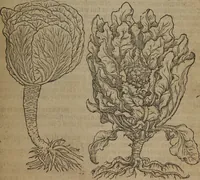 Picture 587 of 801 from A nievve herball, or Historie of plantes : wherein is contayned the whole discourse and perfect description of all sortes of herbes and plantes : their divers & sundry kindes ... and that not onely of those whiche are here growyng in this our countrie of Englande, but of all others also of forrayne realmes commonly used in physicke ; first set foorth in the Doutche or Almaigne tongue (1578), leaf 578