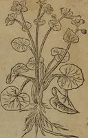 Picture 40 of 801 from A nievve herball, or Historie of plantes : wherein is contayned the whole discourse and perfect description of all sortes of herbes and plantes : their divers & sundry kindes ... and that not onely of those whiche are here growyng in this our countrie of Englande, but of all others also of forrayne realmes commonly used in physicke ; first set foorth in the Doutche or Almaigne tongue (1578), leaf 58