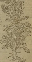 Picture 589 of 801 from A nievve herball, or Historie of plantes : wherein is contayned the whole discourse and perfect description of all sortes of herbes and plantes : their divers & sundry kindes ... and that not onely of those whiche are here growyng in this our countrie of Englande, but of all others also of forrayne realmes commonly used in physicke ; first set foorth in the Doutche or Almaigne tongue (1578), leaf 582