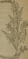Picture 590 of 801 from A nievve herball, or Historie of plantes : wherein is contayned the whole discourse and perfect description of all sortes of herbes and plantes : their divers & sundry kindes ... and that not onely of those whiche are here growyng in this our countrie of Englande, but of all others also of forrayne realmes commonly used in physicke ; first set foorth in the Doutche or Almaigne tongue (1578), leaf 583