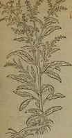 Picture 591 of 801 from A nievve herball, or Historie of plantes : wherein is contayned the whole discourse and perfect description of all sortes of herbes and plantes : their divers & sundry kindes ... and that not onely of those whiche are here growyng in this our countrie of Englande, but of all others also of forrayne realmes commonly used in physicke ; first set foorth in the Doutche or Almaigne tongue (1578), leaf 584