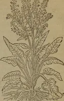 Picture 592 of 801 from A nievve herball, or Historie of plantes : wherein is contayned the whole discourse and perfect description of all sortes of herbes and plantes : their divers & sundry kindes ... and that not onely of those whiche are here growyng in this our countrie of Englande, but of all others also of forrayne realmes commonly used in physicke ; first set foorth in the Doutche or Almaigne tongue (1578), leaf 584