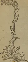 An illustration from A nievve herball, or Historie of plantes : wherein is contayned the whole discourse and perfect description of all sortes of herbes and plantes : their divers & sundry kindes ... and that not onely of those whiche are here growyng in this our countrie of Englande, but of all others also of forrayne realmes commonly used in physicke ; first set foorth in the Doutche or Almaigne tongue (1578)