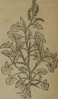 Picture 594 of 801 from A nievve herball, or Historie of plantes : wherein is contayned the whole discourse and perfect description of all sortes of herbes and plantes : their divers & sundry kindes ... and that not onely of those whiche are here growyng in this our countrie of Englande, but of all others also of forrayne realmes commonly used in physicke ; first set foorth in the Doutche or Almaigne tongue (1578), leaf 585