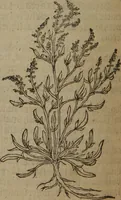 Picture 595 of 801 from A nievve herball, or Historie of plantes : wherein is contayned the whole discourse and perfect description of all sortes of herbes and plantes : their divers & sundry kindes ... and that not onely of those whiche are here growyng in this our countrie of Englande, but of all others also of forrayne realmes commonly used in physicke ; first set foorth in the Doutche or Almaigne tongue (1578), leaf 585
