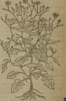 Picture 596 of 801 from A nievve herball, or Historie of plantes : wherein is contayned the whole discourse and perfect description of all sortes of herbes and plantes : their divers & sundry kindes ... and that not onely of those whiche are here growyng in this our countrie of Englande, but of all others also of forrayne realmes commonly used in physicke ; first set foorth in the Doutche or Almaigne tongue (1578), leaf 587
