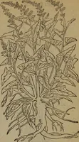 Picture 597 of 801 from A nievve herball, or Historie of plantes : wherein is contayned the whole discourse and perfect description of all sortes of herbes and plantes : their divers & sundry kindes ... and that not onely of those whiche are here growyng in this our countrie of Englande, but of all others also of forrayne realmes commonly used in physicke ; first set foorth in the Doutche or Almaigne tongue (1578), leaf 588