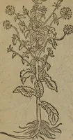 Picture 598 of 801 from A nievve herball, or Historie of plantes : wherein is contayned the whole discourse and perfect description of all sortes of herbes and plantes : their divers & sundry kindes ... and that not onely of those whiche are here growyng in this our countrie of Englande, but of all others also of forrayne realmes commonly used in physicke ; first set foorth in the Doutche or Almaigne tongue (1578), leaf 589