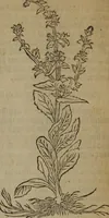 An illustration from A nievve herball, or Historie of plantes : wherein is contayned the whole discourse and perfect description of all sortes of herbes and plantes : their divers & sundry kindes ... and that not onely of those whiche are here growyng in this our countrie of Englande, but of all others also of forrayne realmes commonly used in physicke ; first set foorth in the Doutche or Almaigne tongue (1578)