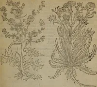 Picture 600 of 801 from A nievve herball, or Historie of plantes : wherein is contayned the whole discourse and perfect description of all sortes of herbes and plantes : their divers & sundry kindes ... and that not onely of those whiche are here growyng in this our countrie of Englande, but of all others also of forrayne realmes commonly used in physicke ; first set foorth in the Doutche or Almaigne tongue (1578), leaf 590