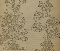 An illustration from A nievve herball, or Historie of plantes : wherein is contayned the whole discourse and perfect description of all sortes of herbes and plantes : their divers & sundry kindes ... and that not onely of those whiche are here growyng in this our countrie of Englande, but of all others also of forrayne realmes commonly used in physicke ; first set foorth in the Doutche or Almaigne tongue (1578)