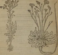 An illustration from A nievve herball, or Historie of plantes : wherein is contayned the whole discourse and perfect description of all sortes of herbes and plantes : their divers & sundry kindes ... and that not onely of those whiche are here growyng in this our countrie of Englande, but of all others also of forrayne realmes commonly used in physicke ; first set foorth in the Doutche or Almaigne tongue (1578)