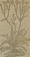 An illustration from A nievve herball, or Historie of plantes : wherein is contayned the whole discourse and perfect description of all sortes of herbes and plantes : their divers & sundry kindes ... and that not onely of those whiche are here growyng in this our countrie of Englande, but of all others also of forrayne realmes commonly used in physicke ; first set foorth in the Doutche or Almaigne tongue (1578)