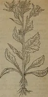 An illustration from A nievve herball, or Historie of plantes : wherein is contayned the whole discourse and perfect description of all sortes of herbes and plantes : their divers & sundry kindes ... and that not onely of those whiche are here growyng in this our countrie of Englande, but of all others also of forrayne realmes commonly used in physicke ; first set foorth in the Doutche or Almaigne tongue (1578)
