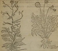 An illustration from A nievve herball, or Historie of plantes : wherein is contayned the whole discourse and perfect description of all sortes of herbes and plantes : their divers & sundry kindes ... and that not onely of those whiche are here growyng in this our countrie of Englande, but of all others also of forrayne realmes commonly used in physicke ; first set foorth in the Doutche or Almaigne tongue (1578)