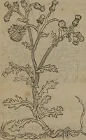 An illustration from A nievve herball, or Historie of plantes : wherein is contayned the whole discourse and perfect description of all sortes of herbes and plantes : their divers & sundry kindes ... and that not onely of those whiche are here growyng in this our countrie of Englande, but of all others also of forrayne realmes commonly used in physicke ; first set foorth in the Doutche or Almaigne tongue (1578)